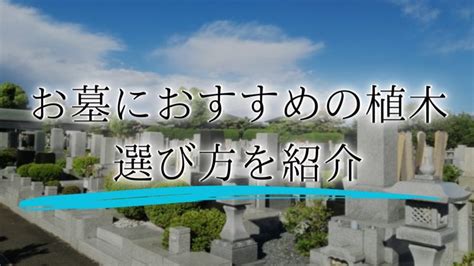 墓地種樹|お墓の植木は何がおすすめ？選び方・種類・お手入れ。